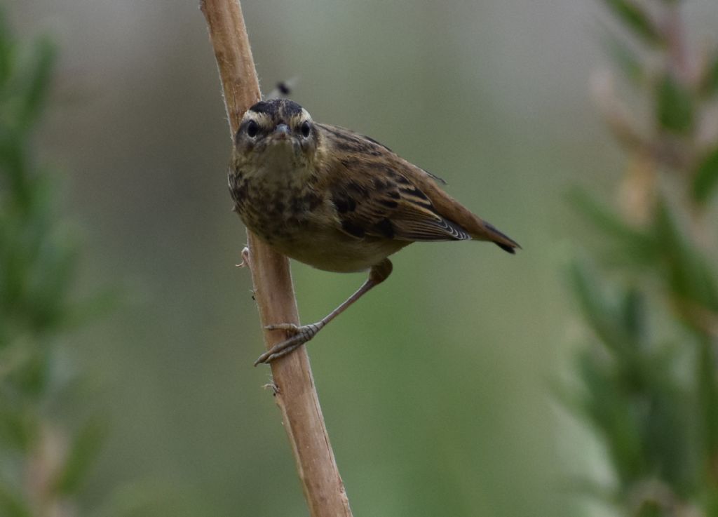 Forapaglie comune ?  S,  Acrocephalus schoenobaenus